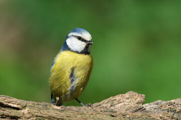 Eurasian blue tit (Cyanistes caeruleus) perched on a wooden branch against a green blurred background © Badr