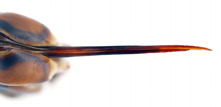 Extreme zoom of the stinger, sting an European hornet (Vespa crabro) is the largest eusocial wasp native to Europe. View from the ventral side.