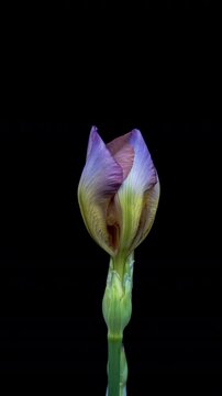 Time lapse of iris flower opening. Spring flower iris blooming on black background.
