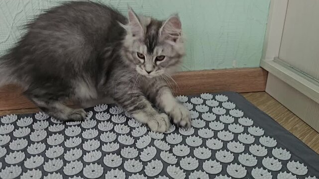 Cat interacting with mat on the floor at home during the day