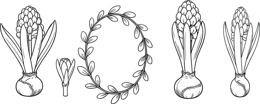 Hyacinth flower bulbs and decorative wreath line art