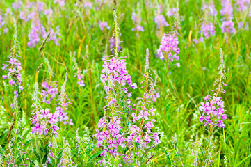 Obraz premium Green natural background, photo of green meadow grass and purple flowers