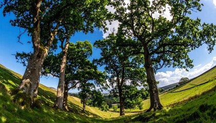 Fototapeta premium Majestic Green Oak Trees Standing on Sunlit Rolling Hillside in Rural Countryside