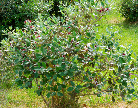 Feijoa sellowiana - Goyavier de Montevideo. Magnifique arbuste buissonnant produisant des fleurs pourpr&eacute; et blanc ros&eacute; &agrave; longues &eacute;tamines rouge avec un feuillage elliptique et duveteux vert gris&acirc;tre