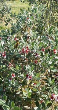Le Feijoa Sellowiana ou goyavier du Br&eacute;sil, arbuste d'ornement au feuillage l&eacute;g&egrave;rement argent&eacute; contrastant avec ses fleurs attrayantes et parfum&eacute;es bicolores blanc et ros&eacute; &agrave; &eacute;tamines saillantes rouge