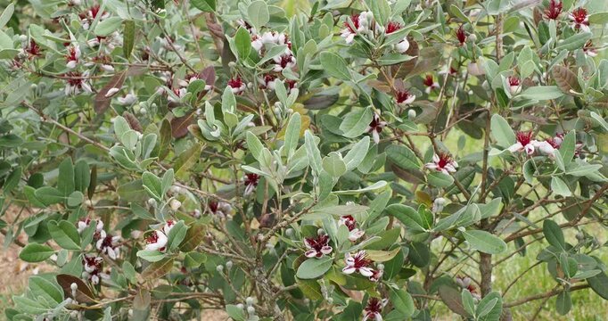 (Feijoa sellowiana) Goyavier du Br&eacute;sil, arbuste fruitier d'ornement &agrave; floraison blanche et rose autour d'&eacute;tamines saillantes dans un feuillage dense, oval et coriace gris-verd&acirc;tre