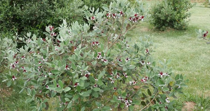 (Feijoa sellowiana) Goyavier du Br&eacute;sil ou de Montevideo, arbuste buissonnant et ornemental &agrave; spectaculaire floraison blanc et rose autour de longues &eacute;tamines rouge dans un feuillage gris-vert 
