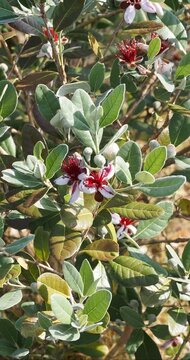 Feijoa sellowiana | Goyavier de montevideo - Goyavier du Br&eacute;sil - Goyave ananas. Arbuste fruitier exotique &agrave; inflorescence spectaculaire blanche et rose, suivie de petits fruits verts au gout d'ananas