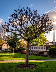 Naklejka premium Leafless Pruned Tree Standing in Sunny Urban Park Near Residential Buildings