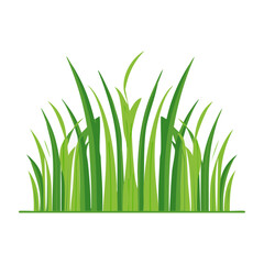 Fototapeta premium Green grass illustration with white background
