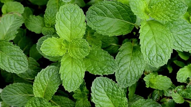Fresh green mint leaves isolated on a white background. Aromatic herbal plant with vibrant peppermint and spearmint foliage, commonly used as a culinary ingredient, herbal medicine
