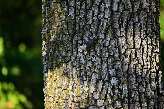 White-breasted nuthatch (Sitta carolinensis) looking out from the tree trunk