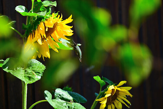 Anna's hummingbird (Calypte anna)  searching for bugs in Sunflower bloom.