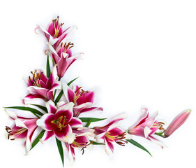 Obraz premium Pink and white lily flower frame on white background with copy space for text. Flat lay, top view