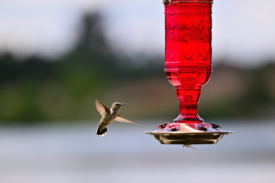 Anna's hummingbird (Calypte anna)  hovering or perched in hummingbird feeder.