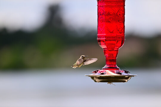 Anna's hummingbird (Calypte anna)  hovering or perched in hummingbird feeder.