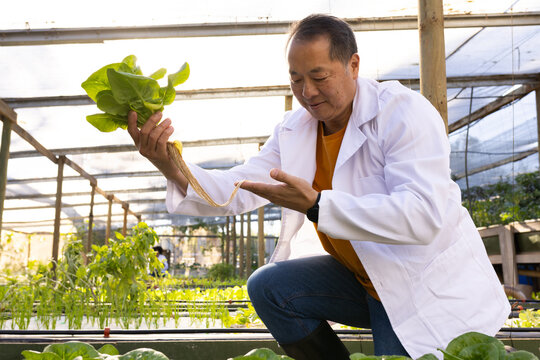 Senior Asian man kneeling and inspecting lettuce roots in greenhouse hydroponic trays in lab coat
