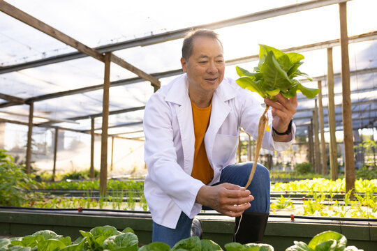 Senior Asian man kneeling wearing lab coat and boots inspecting lettuce roots in greenhouse beds