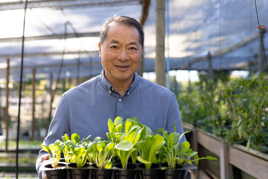Senior Asian man holding black plastic seedling tray with pots in nursery wearing light blue shirt