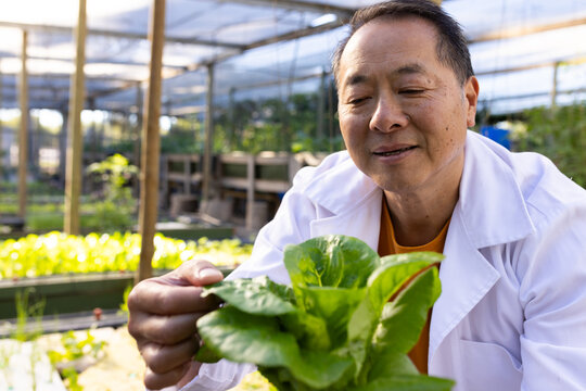 Senior Asian man inspecting lettuce on raised beds in greenhouse wearing lab coat, copy space