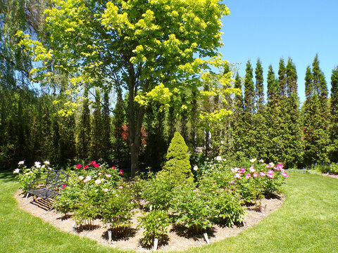 Summer landscape with trees and flowers in the park