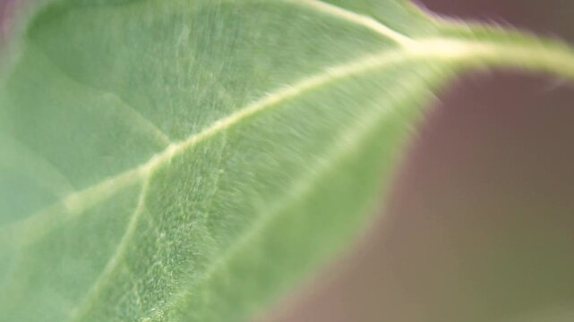 Green leaf macro texture with natural veins and atmospheric motion focus