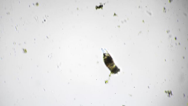 Microscopic elongated rotifer gliding across slide surface, angled posture and trailing debris, clear brightfield background, suitable for dynamic behavior studies and laboratory imaging projects