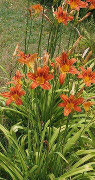 (Hemerocallis fulva) Epis de fleurs d'h&eacute;m&eacute;rocalles fauves &agrave; t&eacute;pales r&eacute;curv&eacute;s rouge orang&eacute; au sommet de hautes tiges souples au feuillage basal lanc&eacute;ol&eacute; vert glauque se courbant l&eacute;g&egrave;rement dans le vent