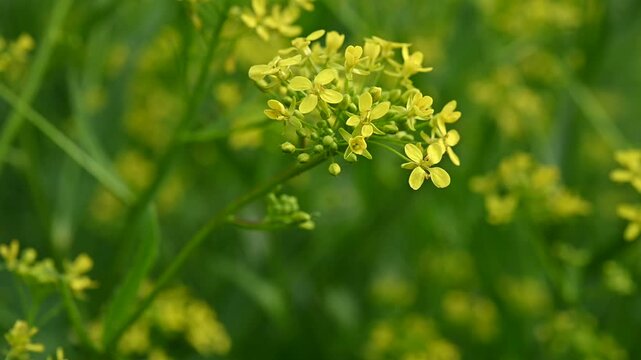 Yellow flowers of Bunias orientalis (Turkish woad) or wild radish on a lush green summer meadow. Copy space for text, advertising, or branding. Natural botanical background.