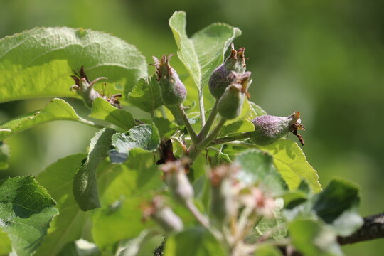 Close-up of a cluster of young developing apple (Malus domestica) fruitlets on a tree branch surrounded by green leaves after the petal fall stage