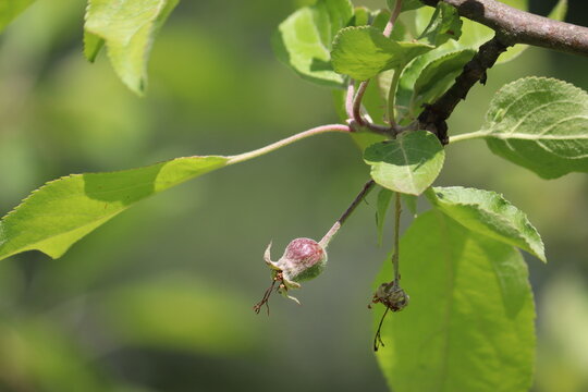 Close-up of a young developing apple (Malus domestica) fruitlet hanging on a tree branch with green leaves after the petal fall stage