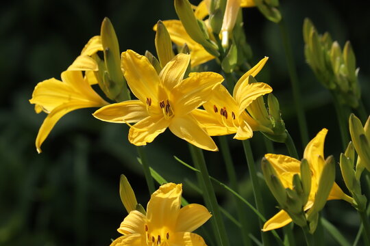 Lily IsoESuper Hedione Galaxolide その他 Hemerocallis Lilioasphodelus