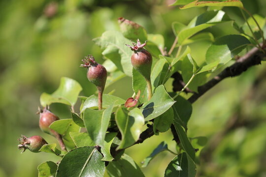 Close-up of young developing pear (Pyrus communis) fruitlets on a tree branch with green leaves after the petal fall stage in a sunlit summer orchard