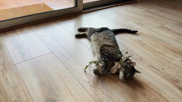 Playful Tabby Cat Lying on Side Hugging Catnip Toy on Light Wood Floor Indoors