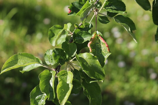 Close-up of apple tree (Malus domestica) leaves with distinctive red wrinkled galls caused by rosy apple aphid (Dysaphis plantaginea) infestation