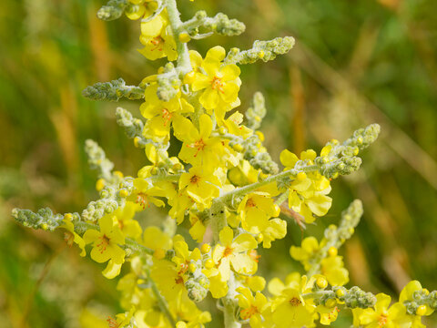 Mol&egrave;ne pulv&eacute;rulente (Verbascum pulverulentum), mol&egrave;ne &agrave; t&ecirc;te ramifi&eacute;e et tiges couvertes de duvet cotonneux portant des glom&eacute;rules et fleurs jaunes &agrave; &eacute;tamines orn&eacute;es de filets barbus blanc-jaun&acirc;tre
