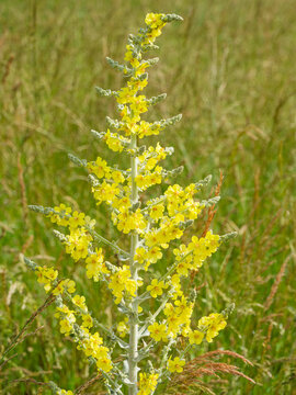(Verbascum pulverulentum) Mol&egrave;ne pulv&eacute;rulente &agrave; tige florale velue, dress&eacute;e et ramifi&eacute;e couverte de duvet blanc et fleurs jaunes en grappes le long de rameaux &eacute;tal&eacute;s
