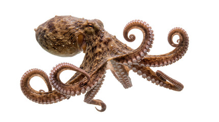 Octopus transparent PNG cutout, realistic isolated sea animal clipart with curled tentacles for ocean design © creativestock