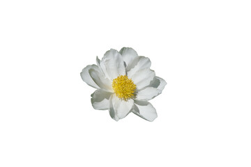 Obraz premium white peony Isolated on transparent background&nbsp;
