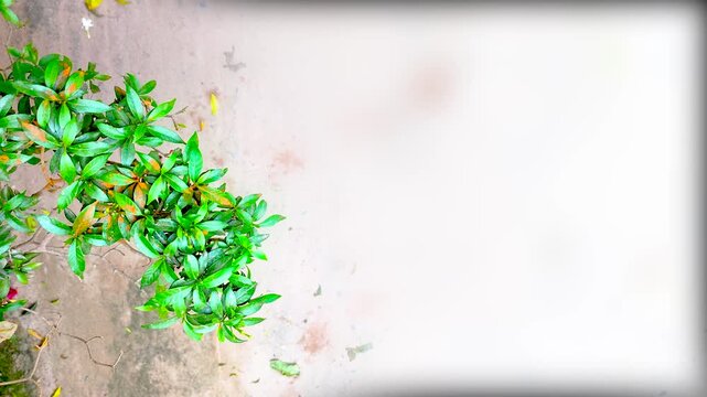 Cinematic minimalist composition of green leaves framing a blank off white wall texture space copy space background Bangladesh