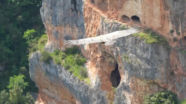 close-up of a wild Griffon vulture (Eurasion griffon, Gyps fulvus) soaring and gliding in flight
