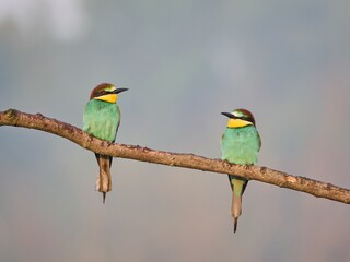 Żołna (zwyczajna / pospolita), Merops apiaster, European bee-eater we mgle © filozofgrecki