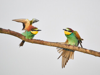 Żołna (zwyczajna / pospolita), Merops apiaster, European bee-eater we mgle © filozofgrecki
