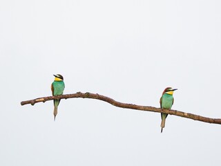 Żołna (zwyczajna / pospolita), Merops apiaster, European bee-eater we mgle © filozofgrecki