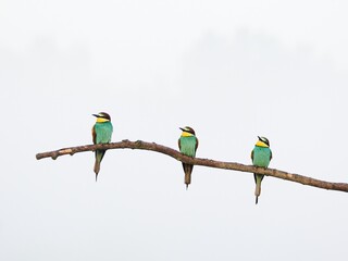 Żołna (zwyczajna / pospolita), Merops apiaster, European bee-eater we mgle © filozofgrecki