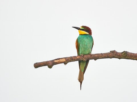 Żołna (zwyczajna / pospolita), Merops apiaster, European bee-eater we mgle
