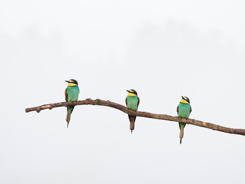 Żołna (zwyczajna / pospolita), Merops apiaster, European bee-eater we mgle