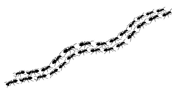 Marching ant colony silhouette line vector illustration