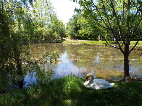 Summer landscape with trees and pond in the park
