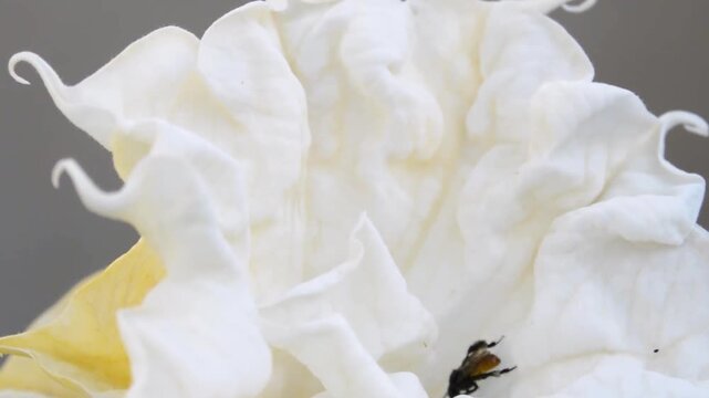 Relaxing video of a bee perched on a flower.
